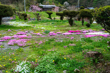 山村の花畑