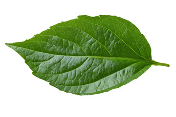 Obraz premium A leaf is shown in its natural form, with no other elements in the image