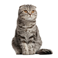 Obraz premium Adorable Scottish Fold Cat Sitting Gracefully Against a Plain Background, Showcasing Its Unique Features