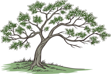 A detailed, hand-drawn image of a large, mature tree with a thick trunk and sprawling branches laden with lush green foliage.