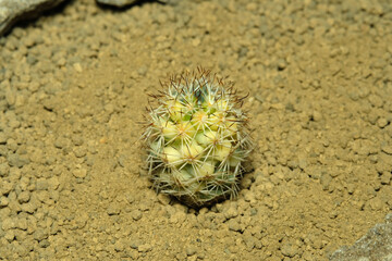 Close up top view Mammillaria Schumanii variegated cristata on artificial habitat, live at rocky ground on desert with stone.