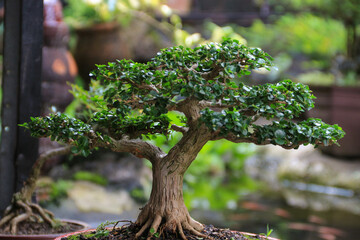 Miniature bonsai trees in artistic pots displayed in a peaceful outdoor garden with natural light and lush greenery.