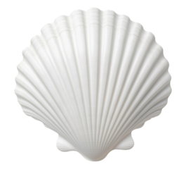 Natural white seashell isolated on transparent background