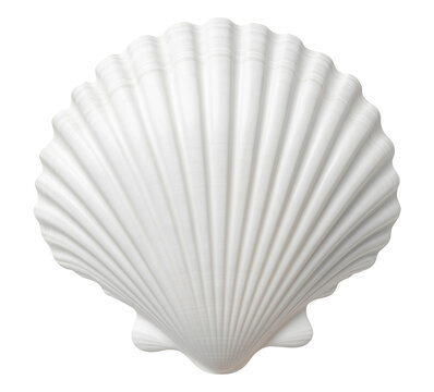 Natural white seashell isolated on transparent background