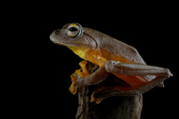 Rhacophorus margaritifer or Java flying frog on dry wooden twigs with black background, Indonesian tree frog