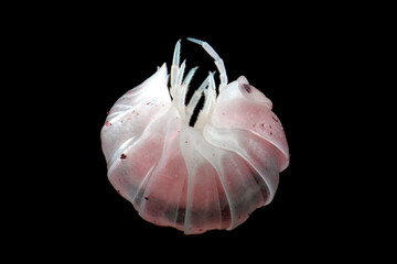 Cubaris sp Pink Panda King isopod on isolated background, Closeup Cubaris sp Pink Panda King isopod