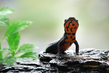 Salamander red belly front view, red belly amphibian closeup, salamander red belly on wood