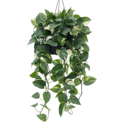 Fototapeta premium Lush Golden Pothos Hanging Plant Botanical Photography showcasing vibrant green and creamy white variegated leaves against a black background ideal for home decor and plant lover websites.