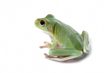 Juvenile White-lipped tree frog (Litoria infrafrenata) on white background, white-lipped tree frog (Litoria infrafrenata) closeup on isolated background