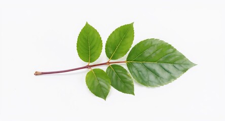Green Leaf with Stem on White