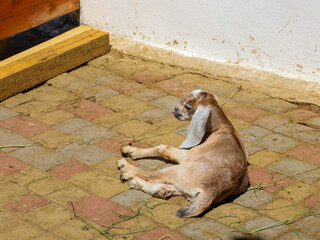 A small goat kid with reddish fur rests on the paving stones under the sun's rays. Its funny facial...