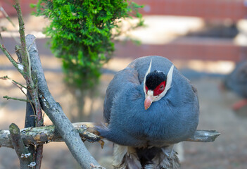 A beautiful blue-feathered pheasant with a red head and white 