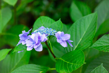 青に染まる静寂 ― クローズアップで捉えたアジサイの美｜Serene in Blue &mdash; Close-up Beauty of a Hydrangea
