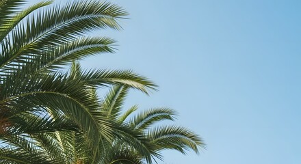 Fototapeta premium Green Palm Tree Leaves Against Clear Blue Sky