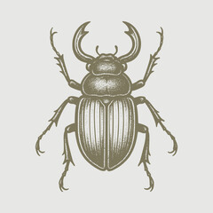 stag beetle isolated on white