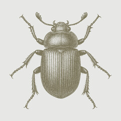 colorado potato beetle