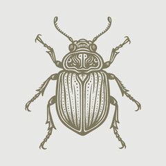 colorado potato beetle