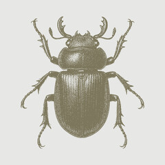 stag beetle isolated on white background