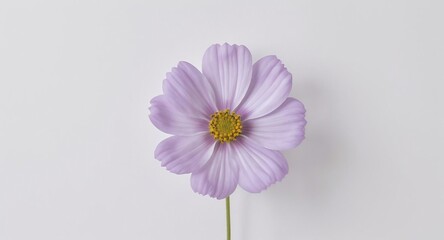 Pale Purple Cosmos Flower on White