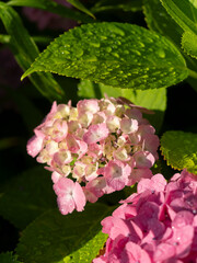 朝日に照らされた紫陽花