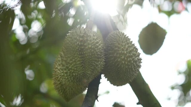 Durian hanging from the tree, a variety grown on volcanic soil in Sisaket, Thailand.