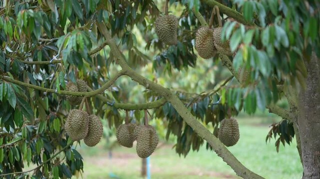 Durian hanging from the tree, a variety grown on volcanic soil in Sisaket, Thailand.