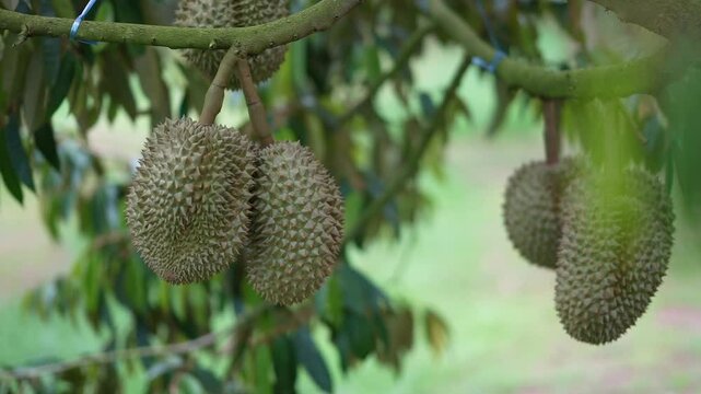 Durian hanging from the tree, a variety grown on volcanic soil in Sisaket, Thailand.