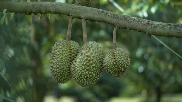 Durian hanging from the tree, a variety grown on volcanic soil in Sisaket, Thailand.