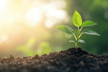 Small green plant sprouts from rich soil with soft light background highlighting growth and renewal, Small green plant sprouts from soil on light background