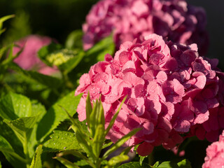 朝日に照らされたピンク色の紫陽花