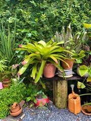 Potted plants  in tropical garden