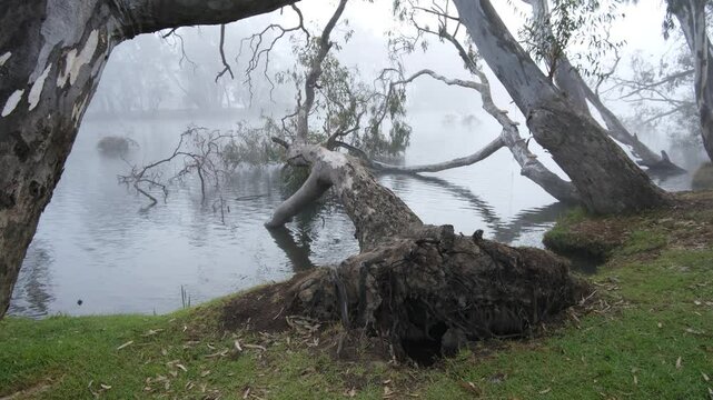 A large fallen gum tree with twisted trunks lies partially submerged along the misty banks of Goulburn River in Nagambie, Victoria, Australia. Concept of moody Australian nature, floodplain ecology