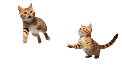 Adorable Ginger Kittens Leap and Play Against transparent Background