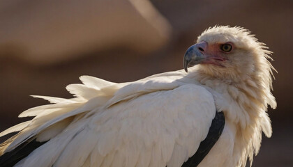Fototapeta premium closeup of a egyptian vulture