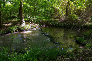 A small summer river in the forest.