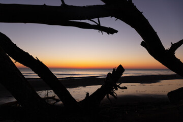 Old trees on the shore at sunrise.