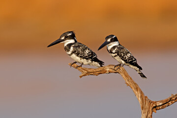 A pair of pied kingfisher (Ceryle rudis) perched on a branch, Pilanesberg National Park, South Africa