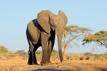 A large African elephant (Loxodonta africana) walking in natural habitat, Chobe National Park, Botswana