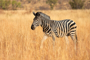 A plains zebra (Equus burchelli) walking in grassland, Pilanesberg National Park, South Africa