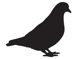 PIGEON SILHOUETTE 