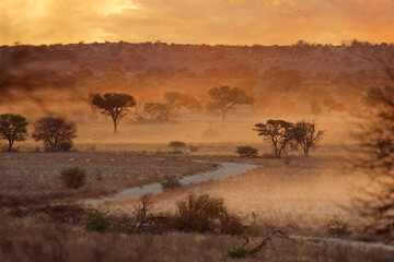 Scenic landscape with African thorn trees in dust at sunset, Kalahari desert, South Africa