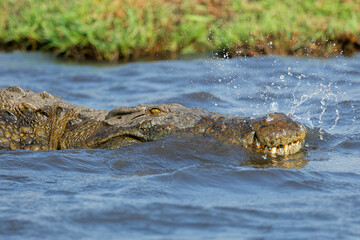 Portrait of a large Nile crocodile (Crocodylus niloticus) in shallow water, Chobe National Park, Botswana