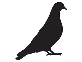 PIGEON SILHOUETTE 