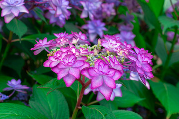 Fototapeta premium 重なり合う青紫グラデーション ― 八重咲きアジサイの優美な姿｜Deep Blue-Purple Petals — The Elegant Beauty of Double-Flowered Hydrangea
