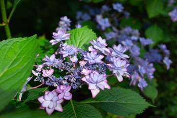重なり合う青紫グラデーション ― 八重咲きアジサイの優美な姿｜Deep Blue-Purple Petals — The Elegant Beauty of Double-Flowered Hydrangea