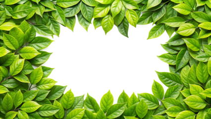  lush green leaves forming a natural frame isolated on white background PNG ,AI GENERATED