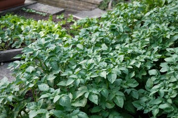 Lush green potato plants thriving in a garden.