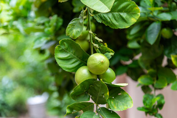 Close-up green lime hanging at lime tree in vegetable garden. Green organic lime citrus agriculture concept.