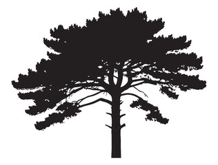 Fototapeta premium PINE TREE SILHOUETTE