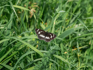 Small butterfly on green grass. Neptis rivularis.